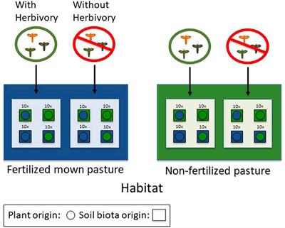 Plant-Soil Feedbacks of Plantago lanceolata in the Field Depend on Plant Origin and Herbivory